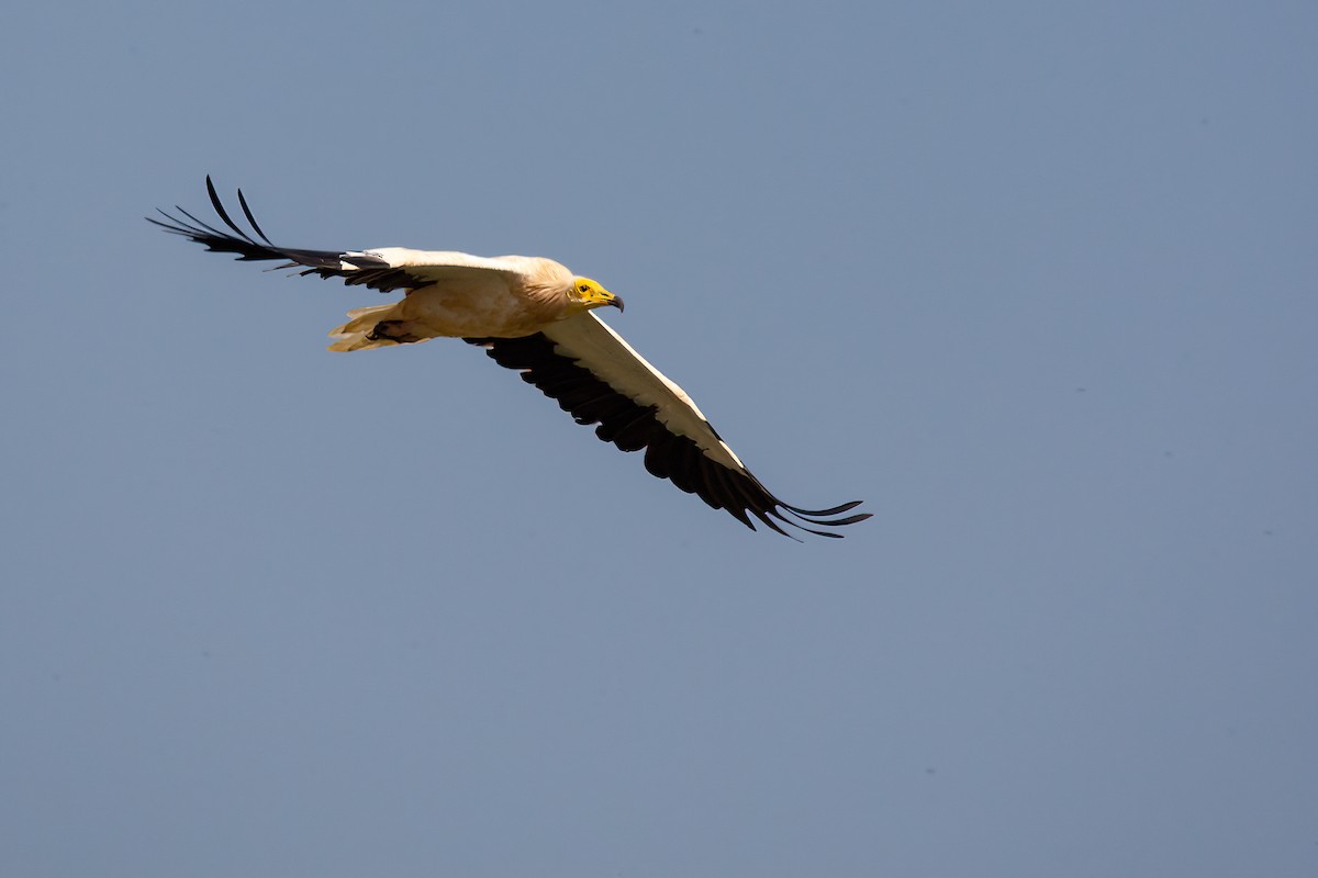 Egyptian Vulture - ML455530391