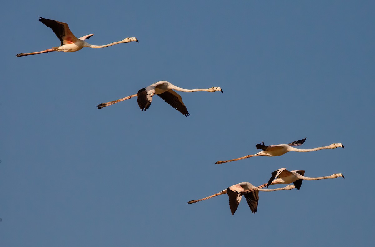 Greater Flamingo - ML455530481