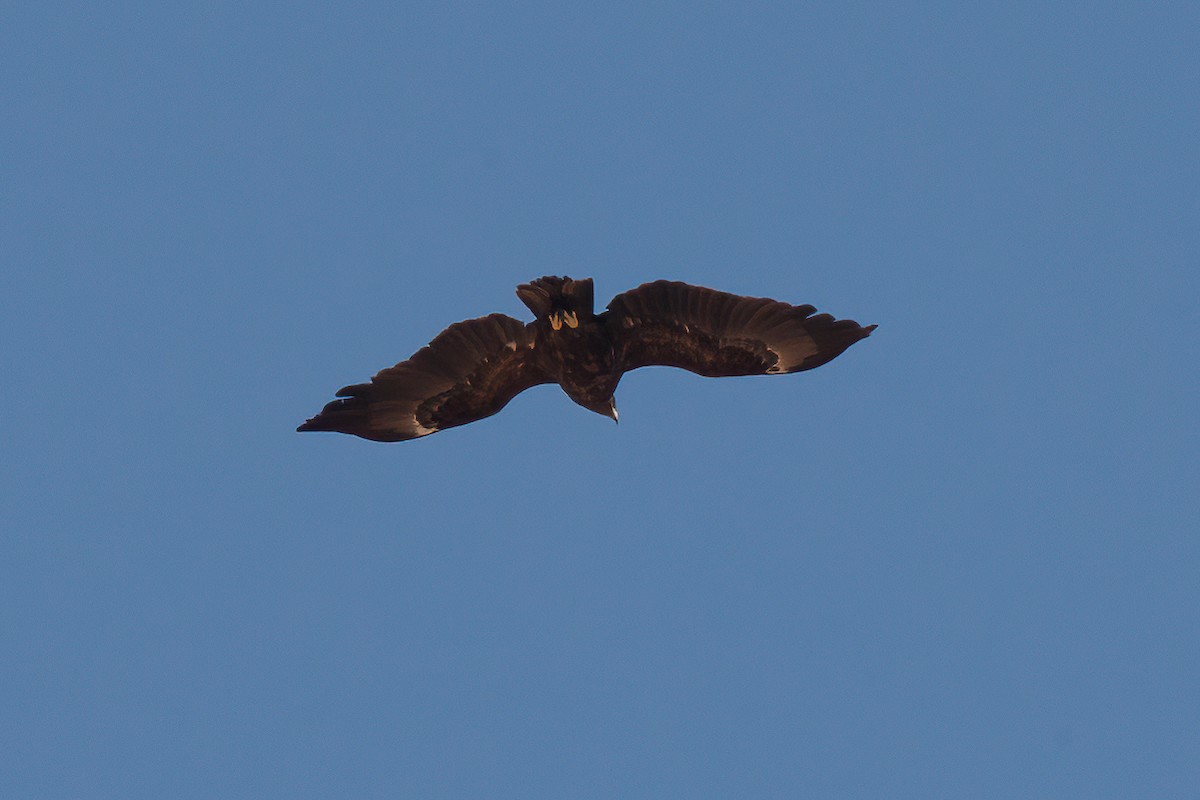 Greater Spotted Eagle - ML455530551