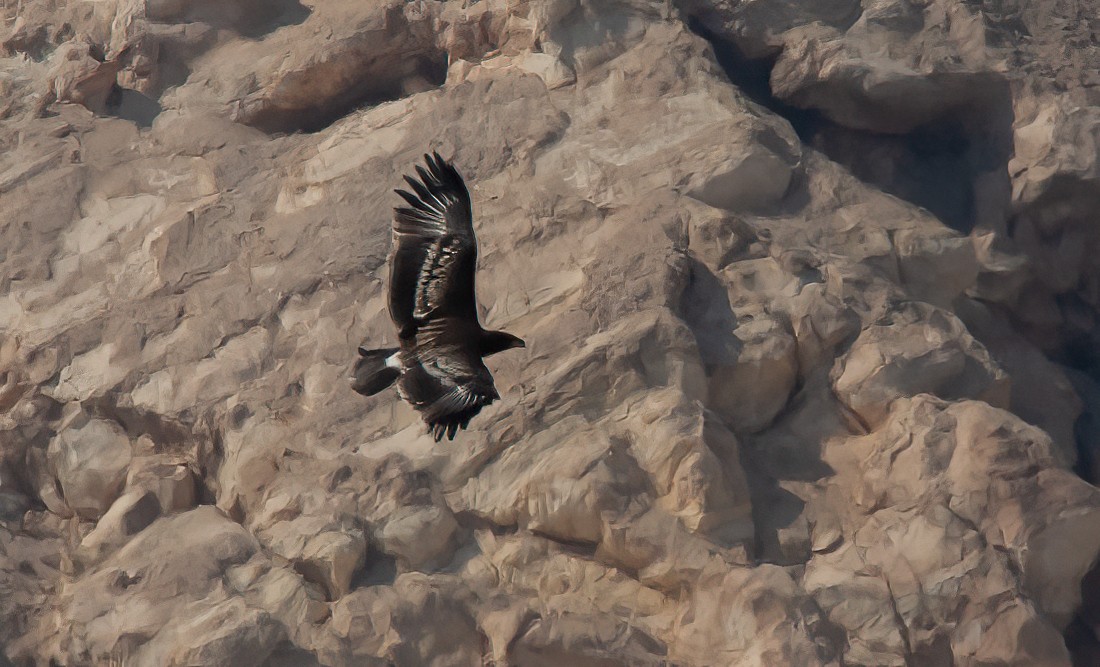 Águila Moteada - ML455530601