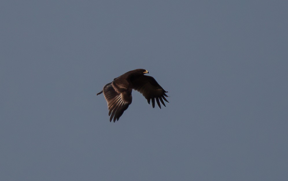 Greater Spotted Eagle - ML455530641