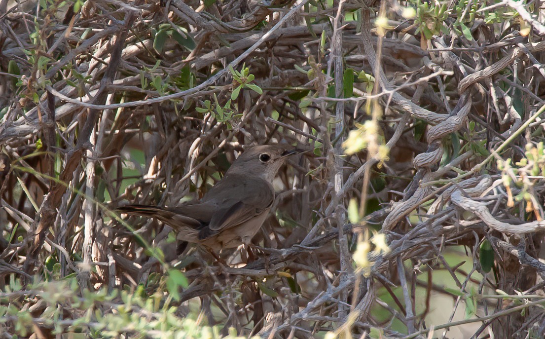 Menetries's Warbler - ML455531001