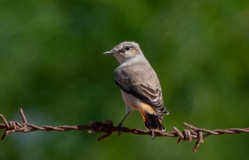 Persian Wheatear - Chris Jones