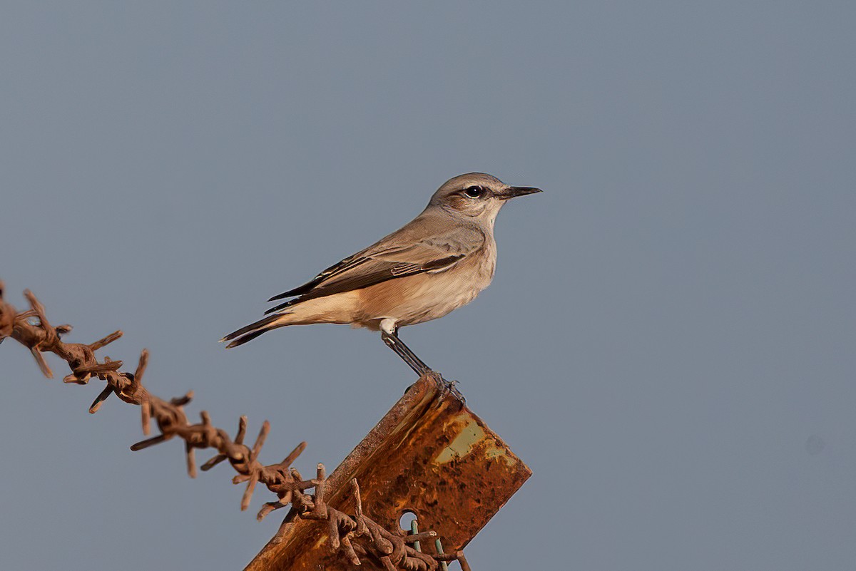 Persian Wheatear - ML455531121