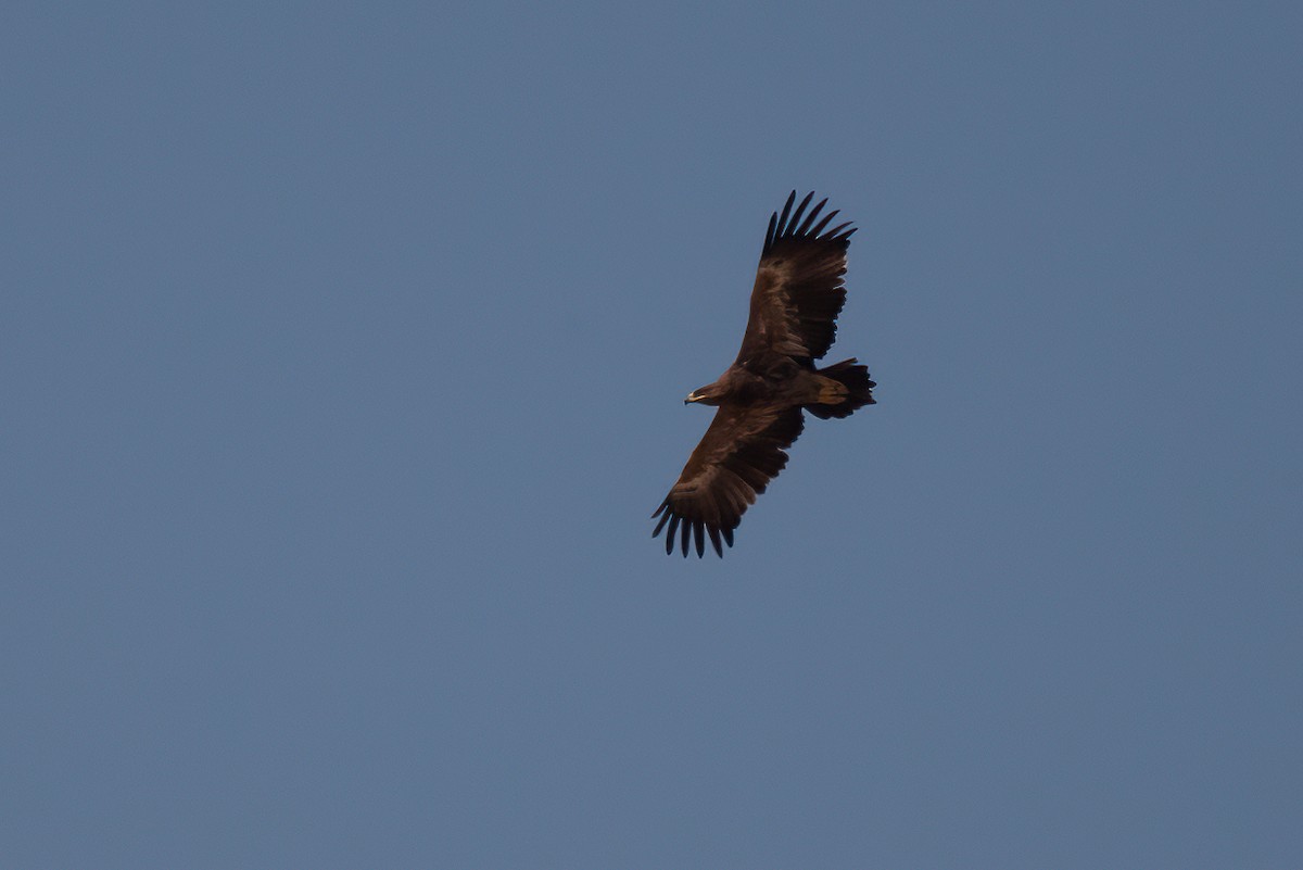 Águila Esteparia - ML455531311