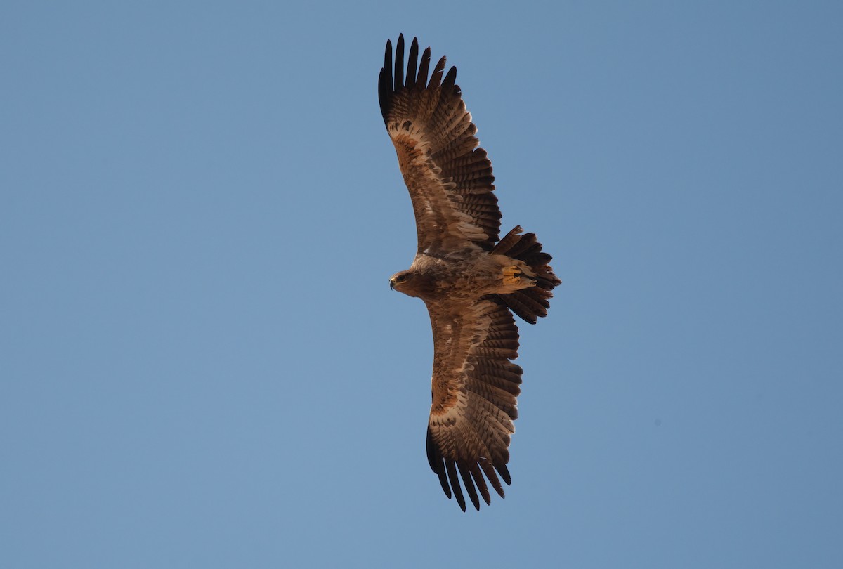 Águila Esteparia - ML455531361