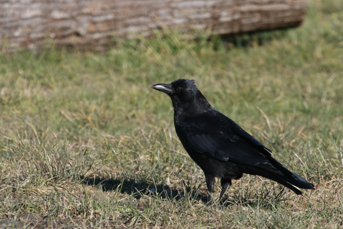 American Crow - ML45553161