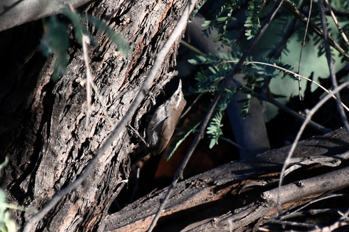 Bewick's Wren - ML455531721
