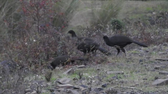 Dusky-legged Guan - ML455532011