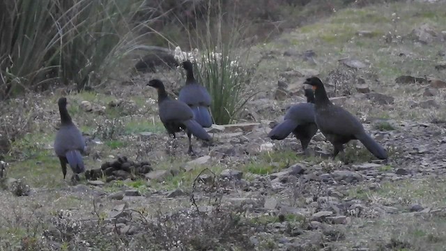 Dusky-legged Guan - ML455532151