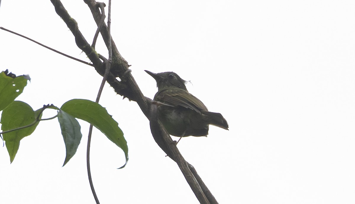 Olive-striped Flycatcher - Caleb Putnam