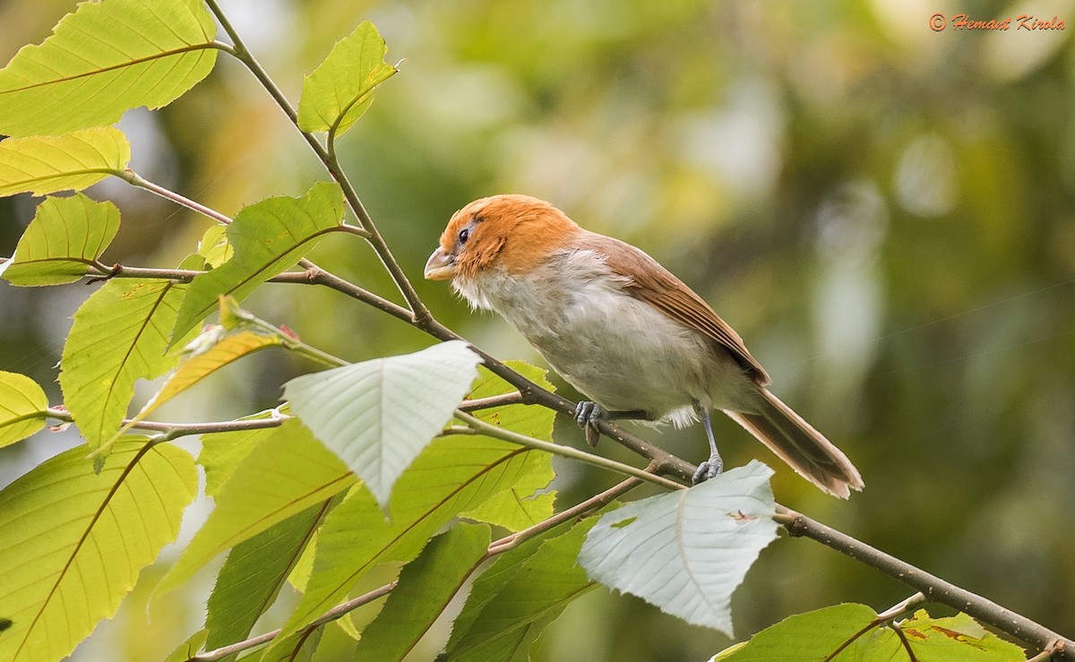 White-breasted Parrotbill - Hemant Kirola