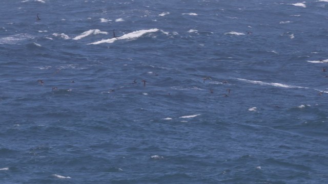 Sooty Shearwater - ML455534511