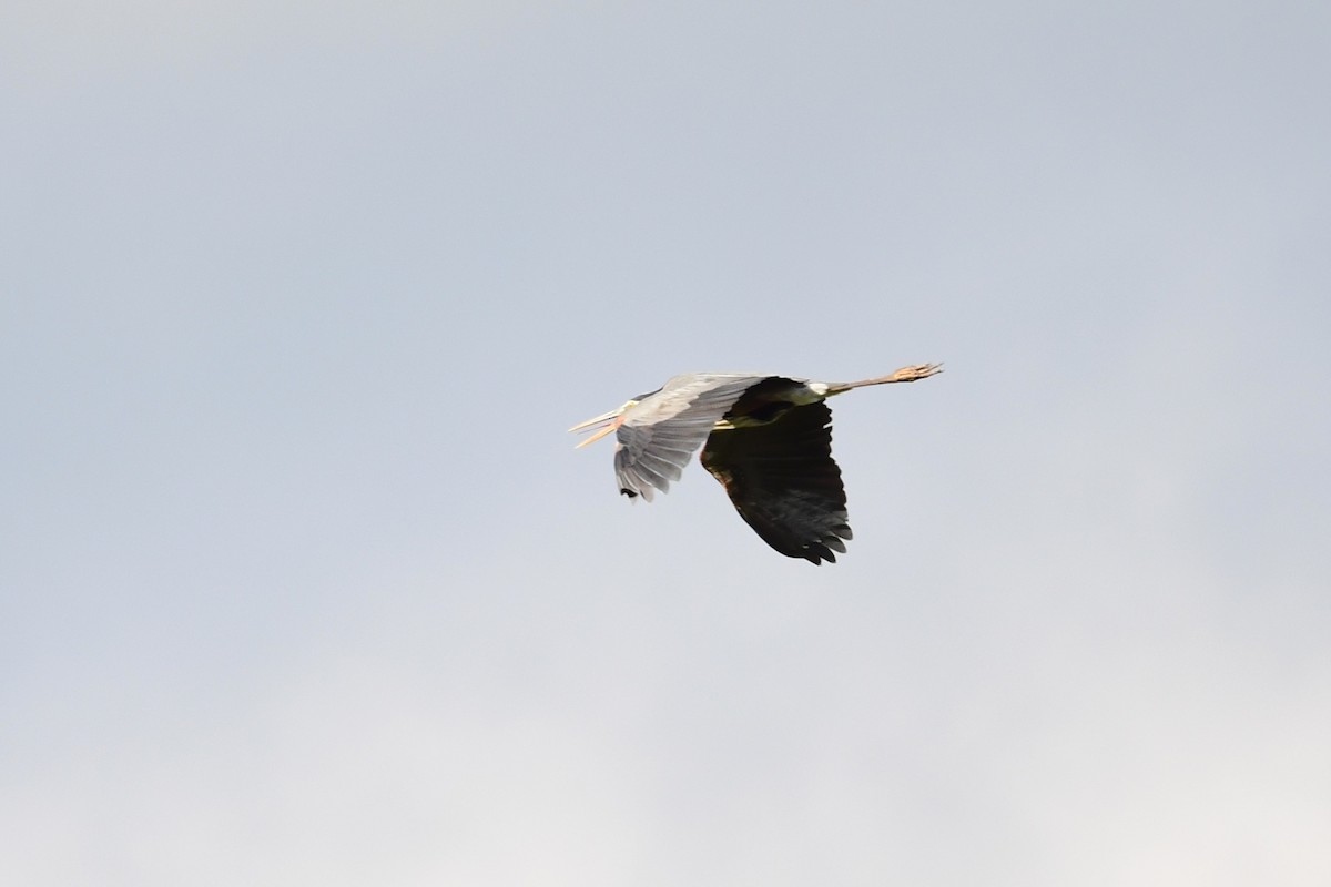 Great Blue Heron (Great Blue) - Paul Herwood