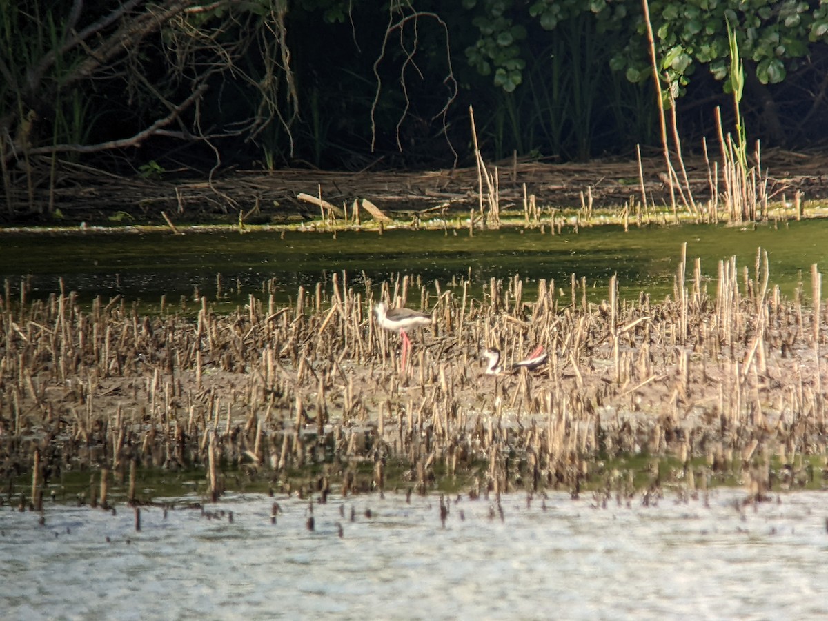 Black-winged Stilt - Jan Cibulka