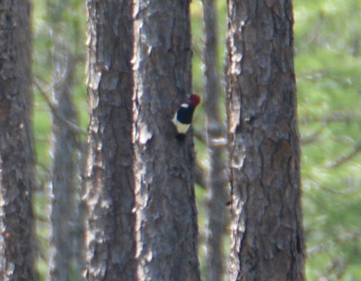 rødhodespett - ML455535371