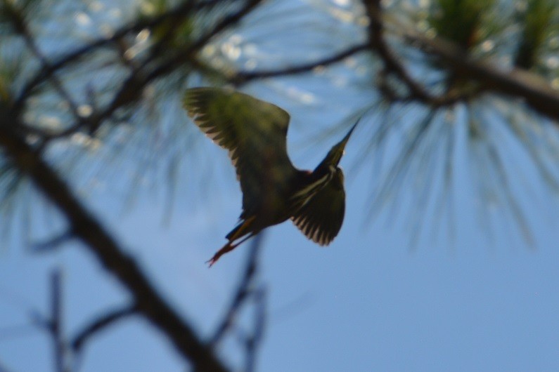 Green Heron - ML455535531