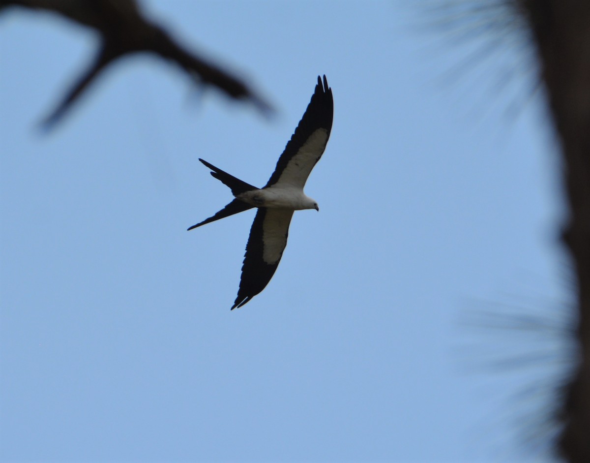 Swallow-tailed Kite - ML455535731
