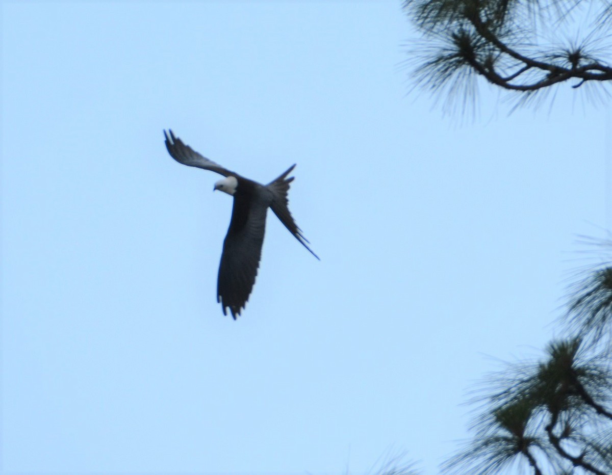 Swallow-tailed Kite - ML455535741