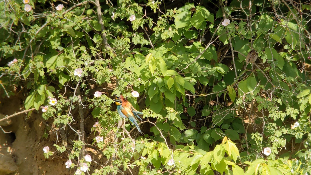 European Bee-eater - ML455536161