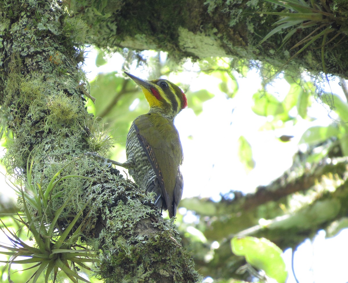 White-browed Woodpecker - ML45553691