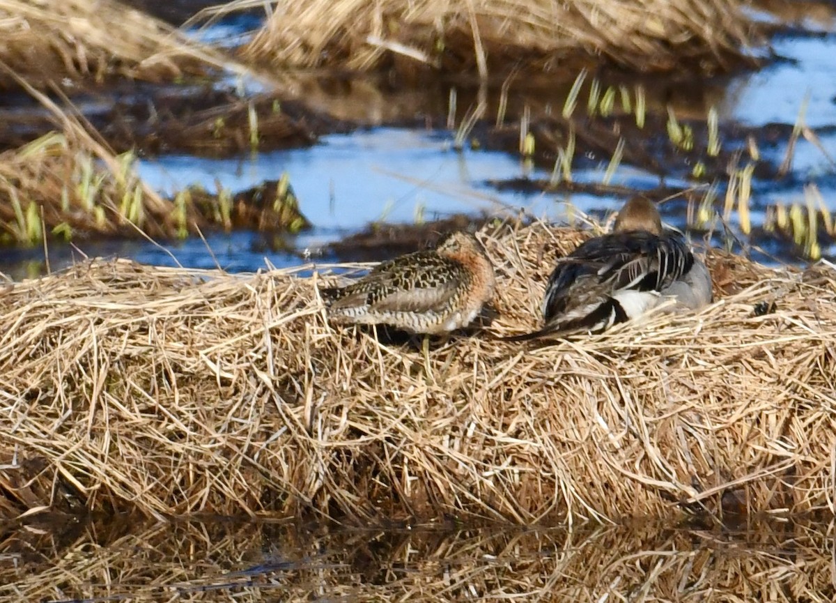 Short-billed Dowitcher - ML455538461