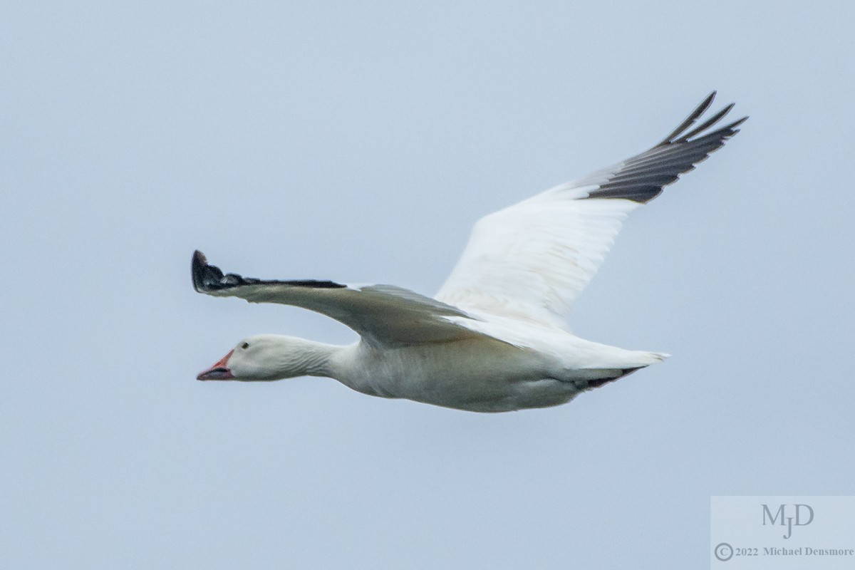 Snow Goose - ML455538581