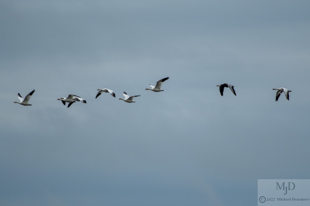 Snow Goose - ML455538591