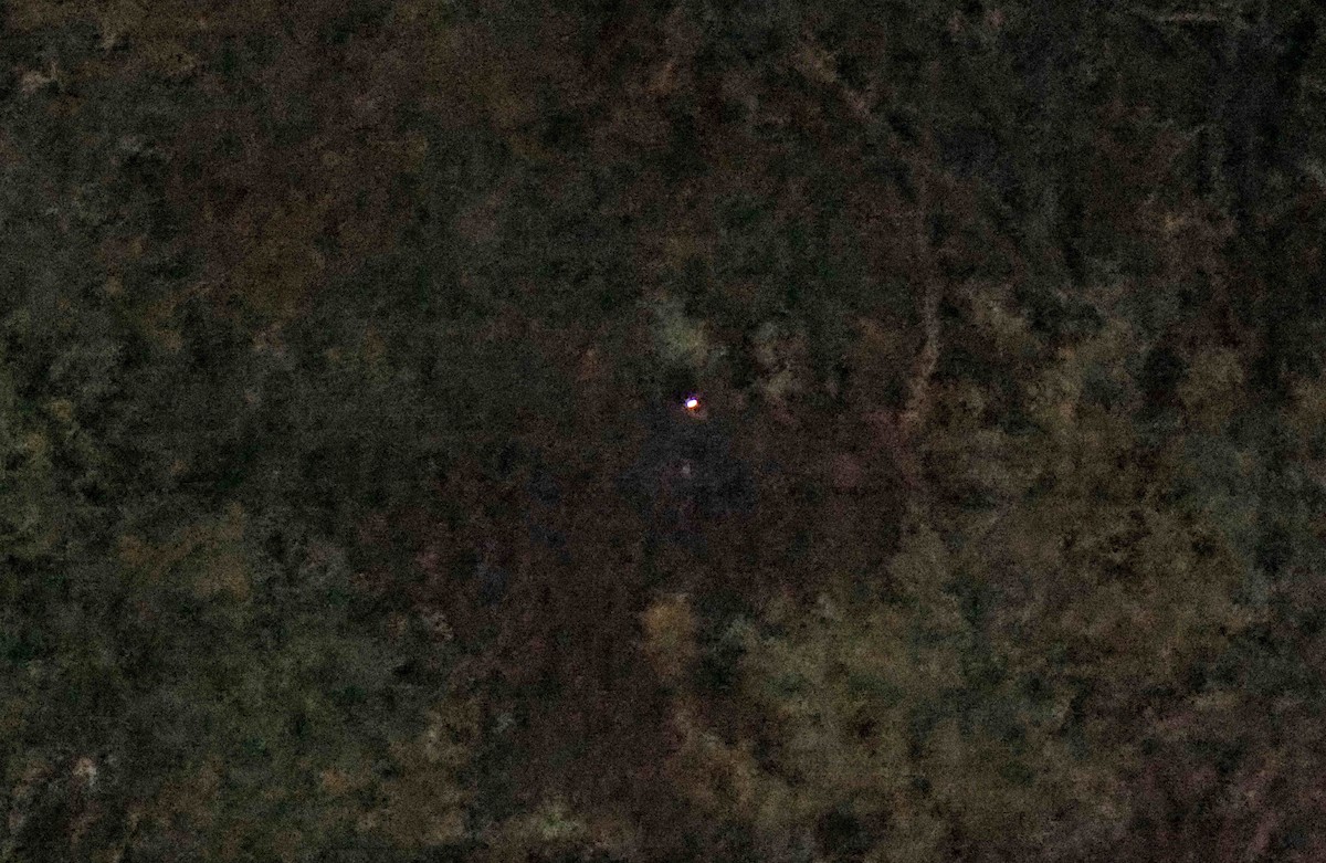 Buff-collared Nightjar - ML455539711