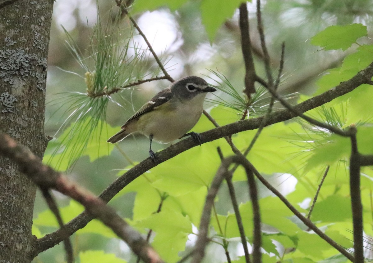 Blue-headed Vireo - ML455540681
