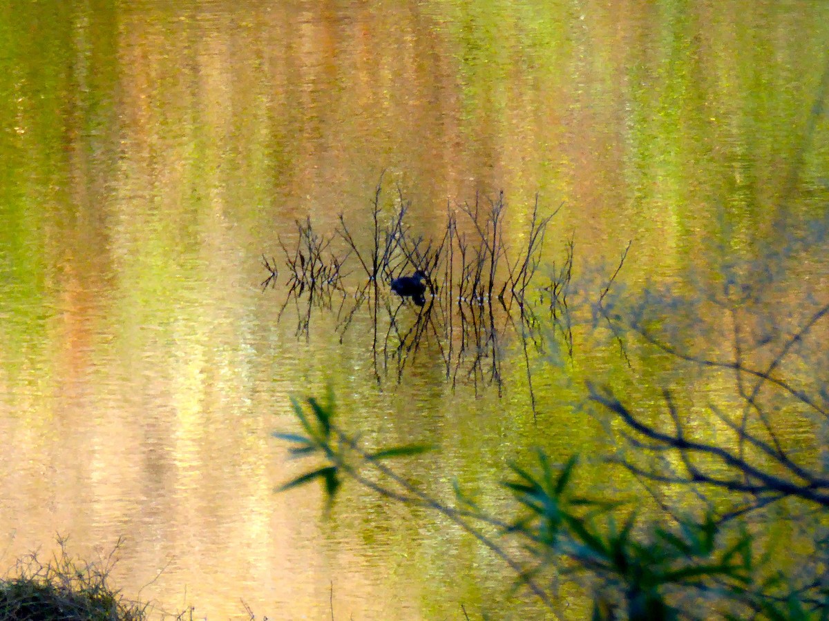 Least Grebe - David Gitlitz