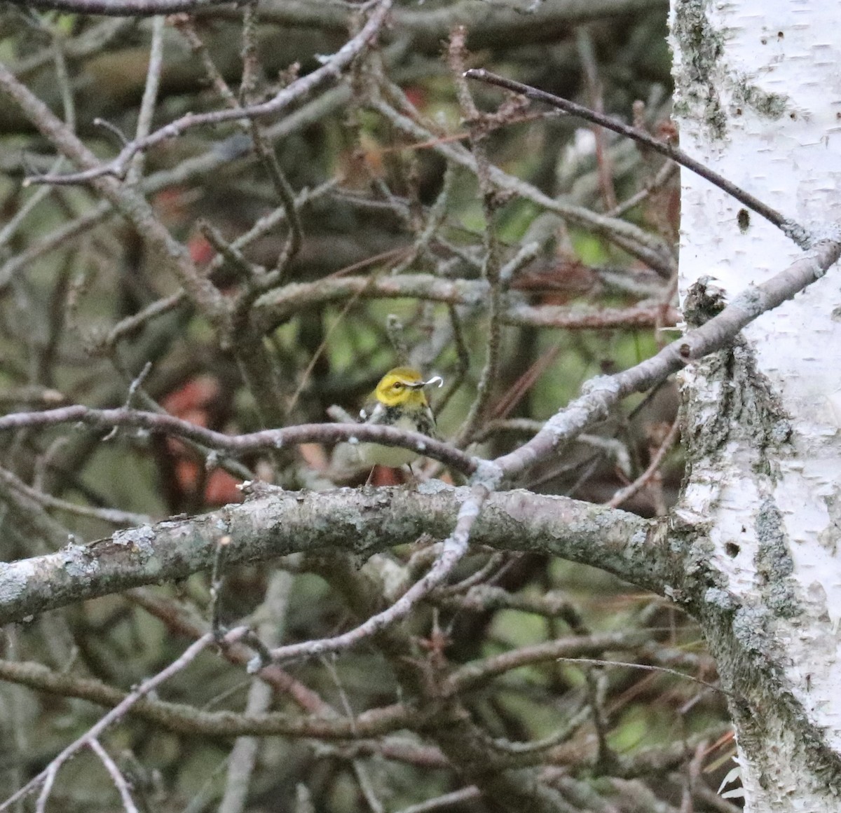 Black-throated Green Warbler - ML455541841