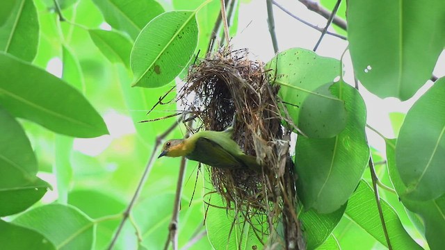 Ruby-cheeked Sunbird - ML455542731