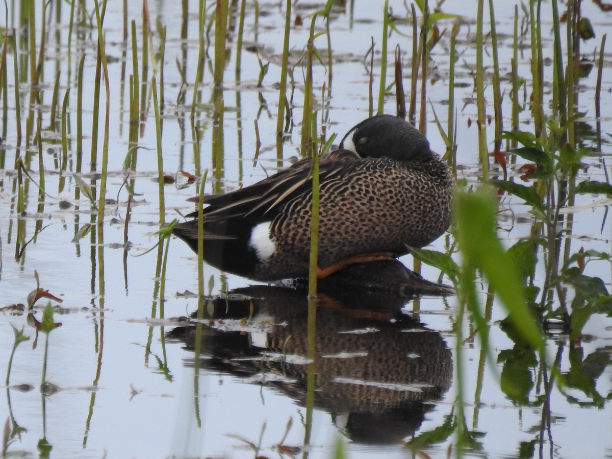 Blue-winged Teal - ML455543421