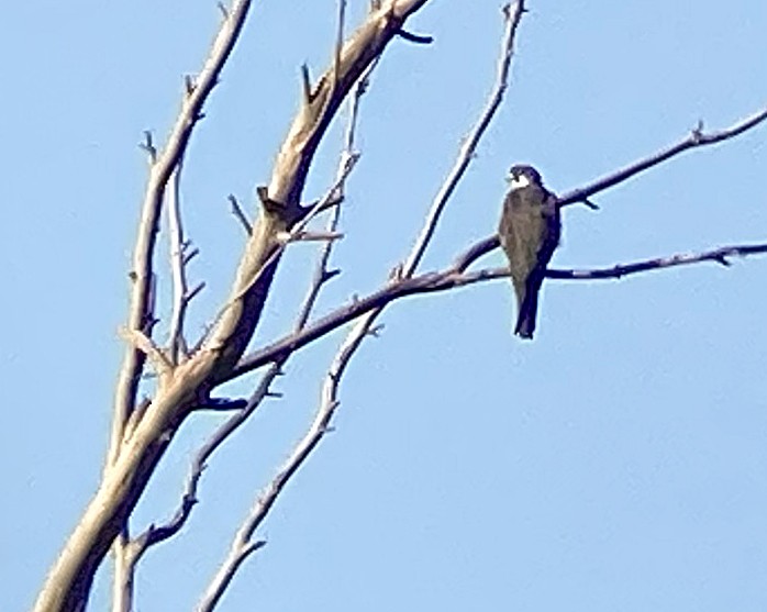 Eurasian Hobby - Juan Pérez