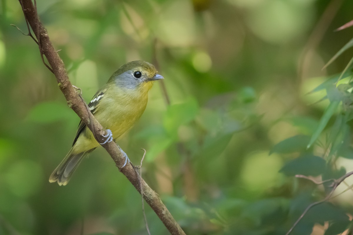 Wing-barred Piprites - Pablo Re