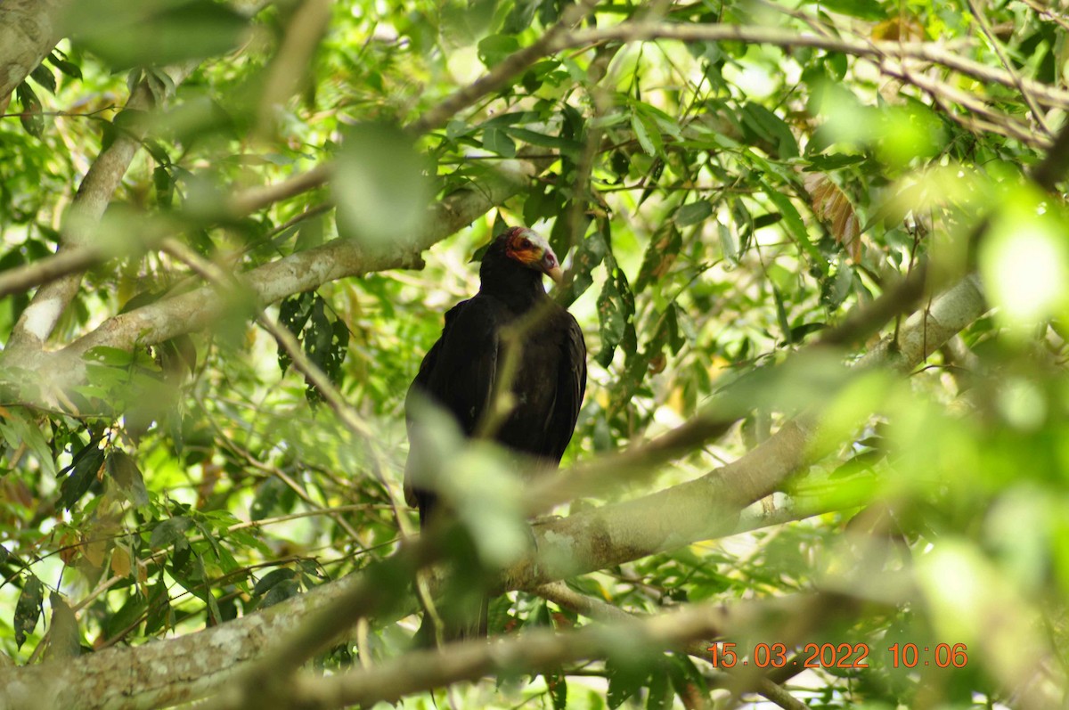 Lesser Yellow-headed Vulture - ML455545771