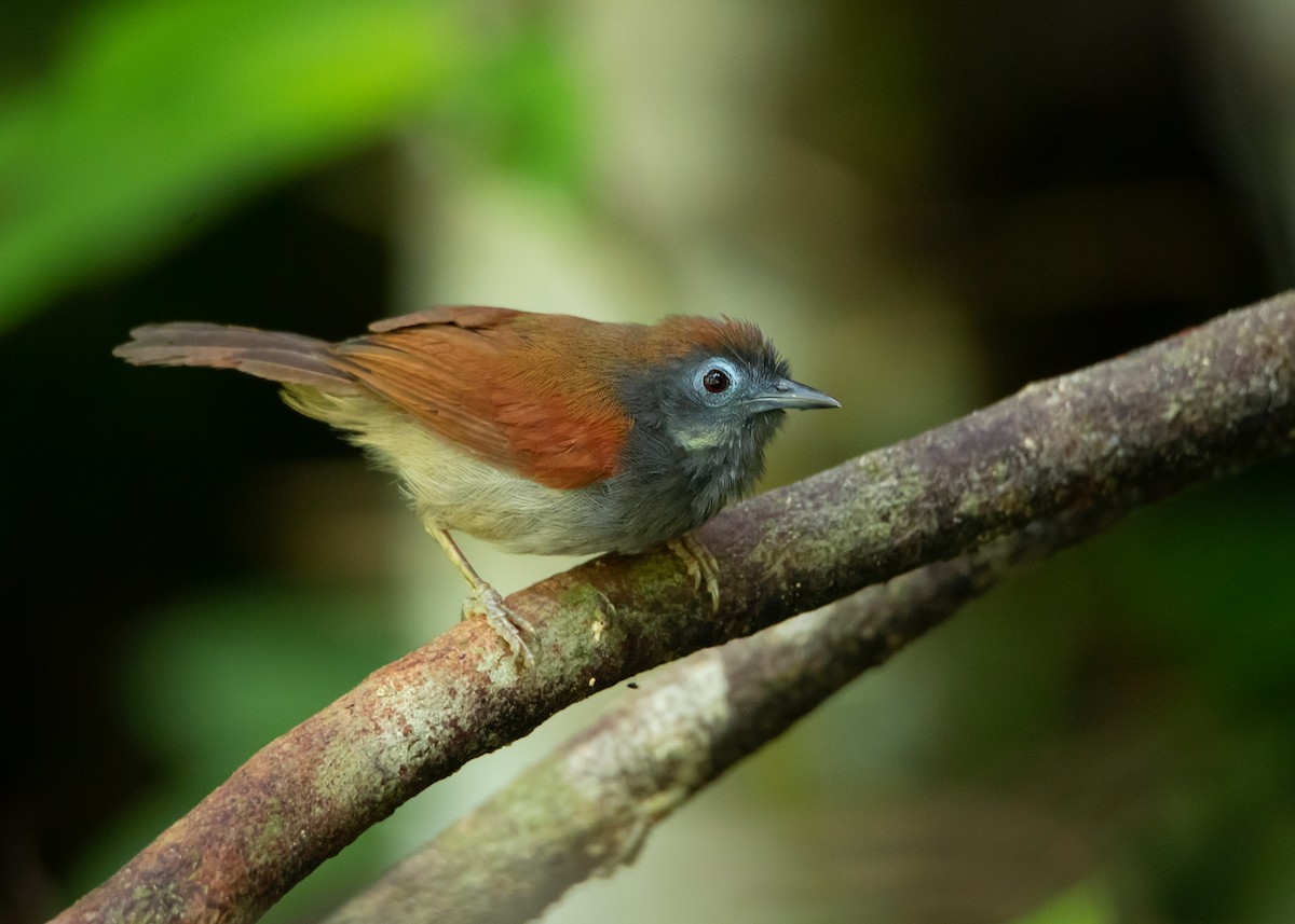 Chestnut-winged Babbler - Ayuwat Jearwattanakanok