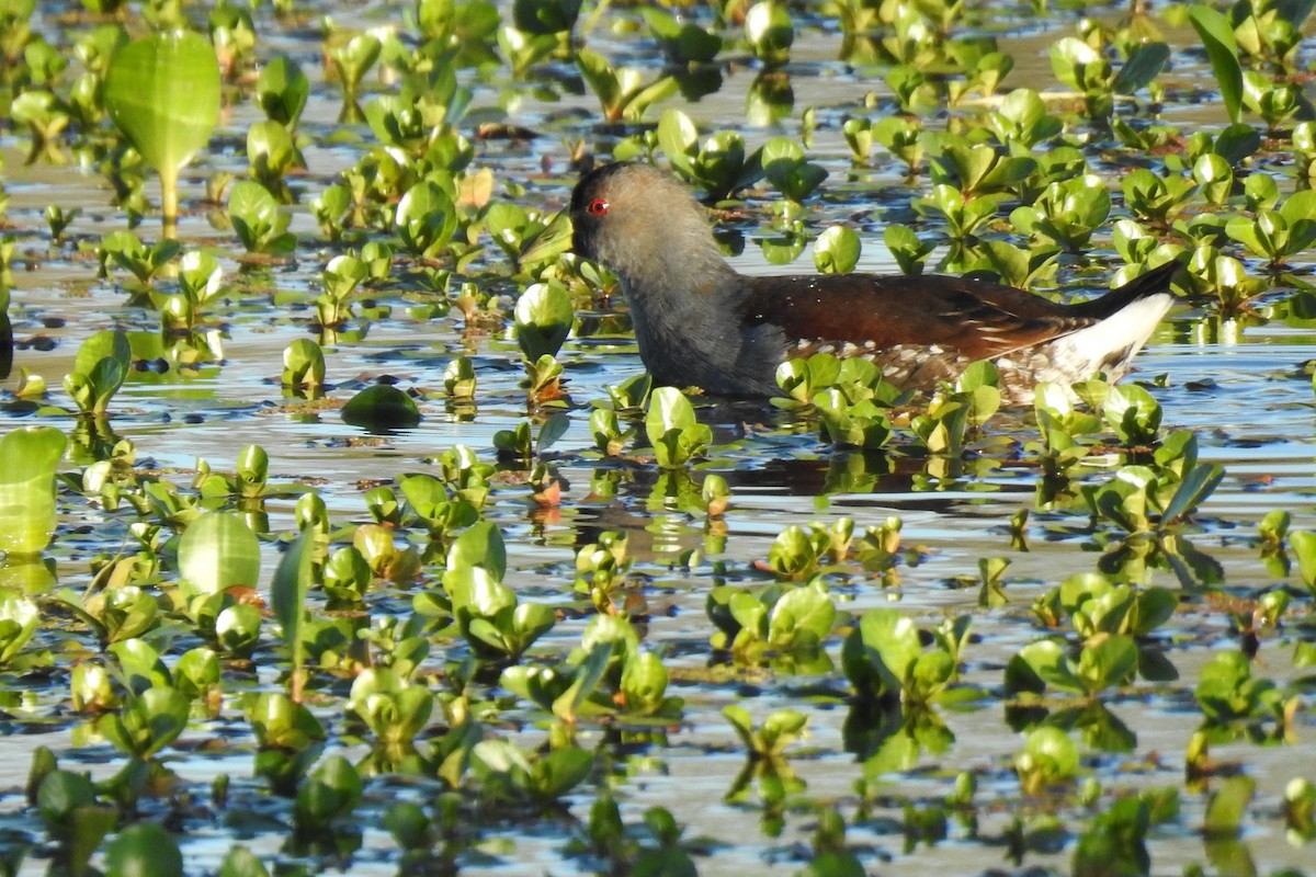 Spot-flanked Gallinule - ML455546491