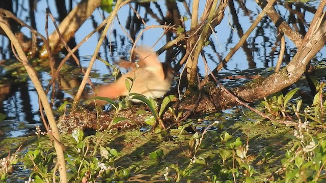 Yellow-chinned Spinetail - ML455546811