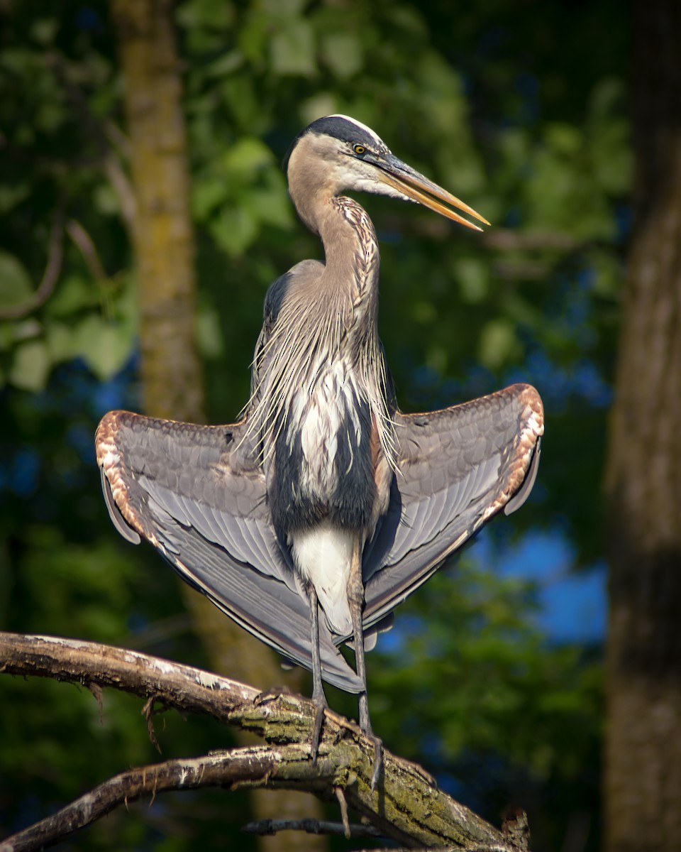 Great Blue Heron - ML455547151