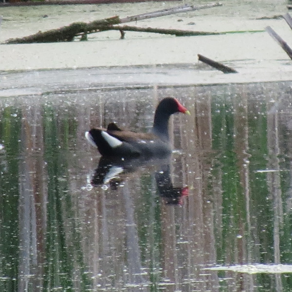 Gallinule d'Amérique - ML455547561