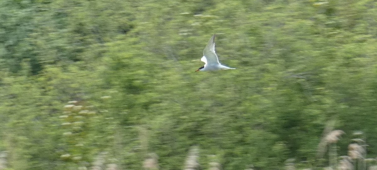 Common Tern - Crima Pogge