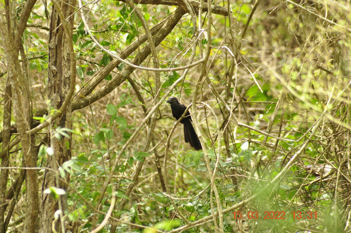 Smooth-billed Ani - ML455550891