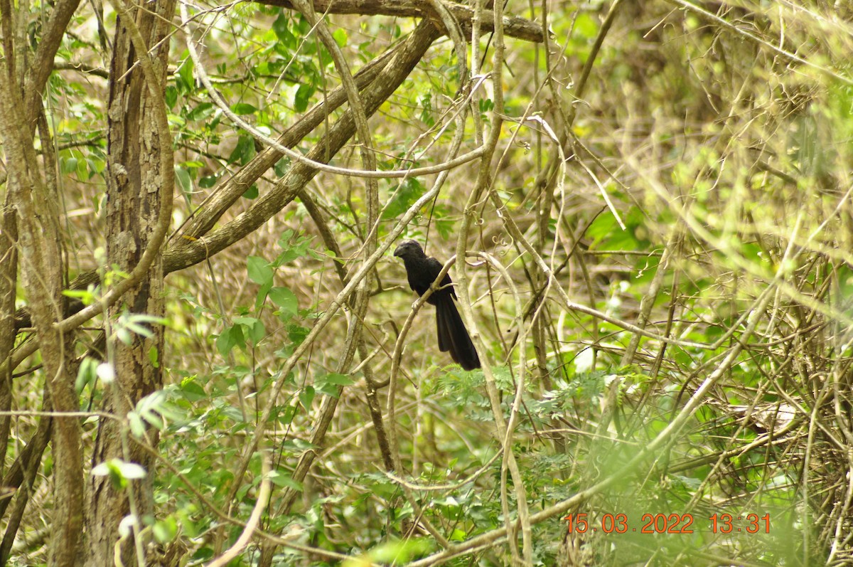 Smooth-billed Ani - ML455550901