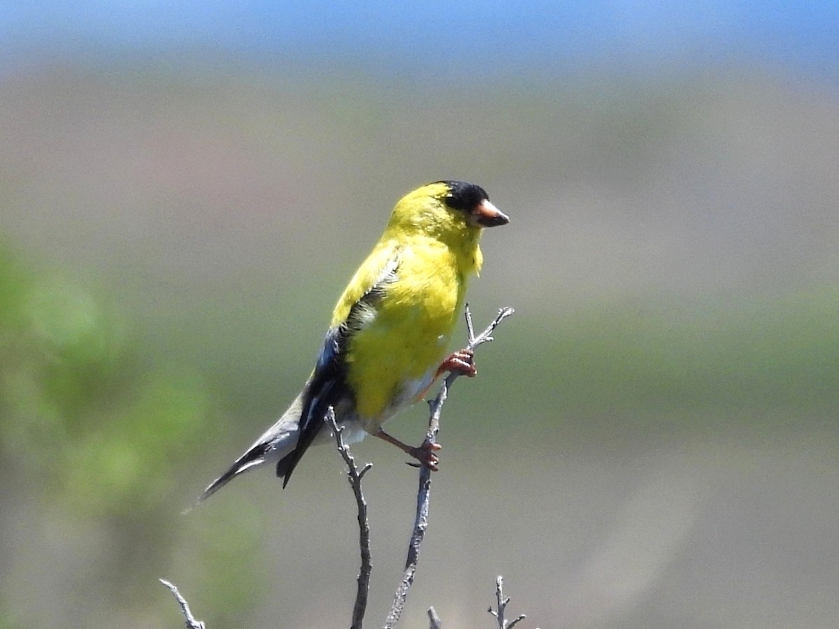 American Goldfinch - ML455551471