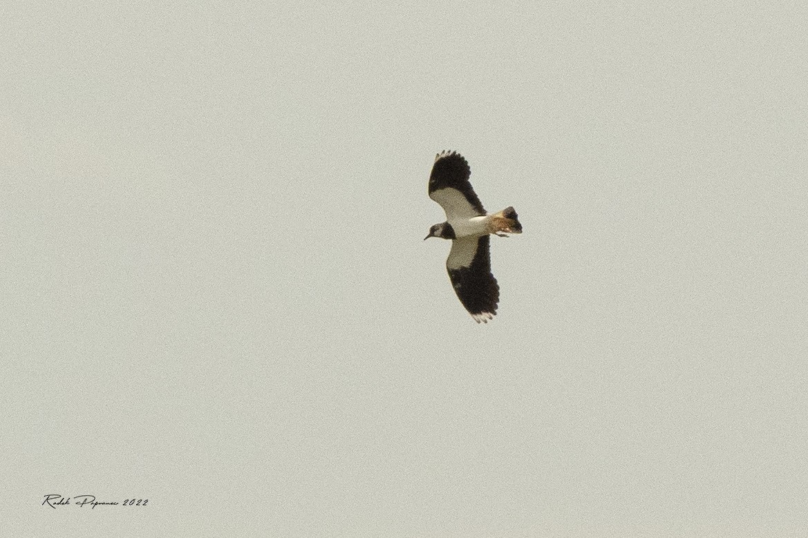 Northern Lapwing - ML455553371