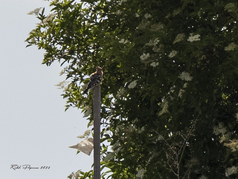 Eurasian Hoopoe - ML455553421