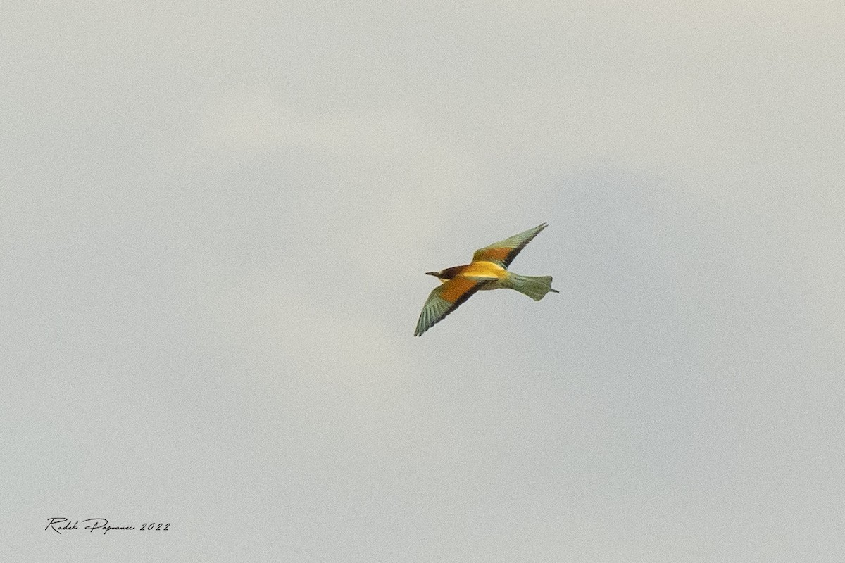 European Bee-eater - ML455553451