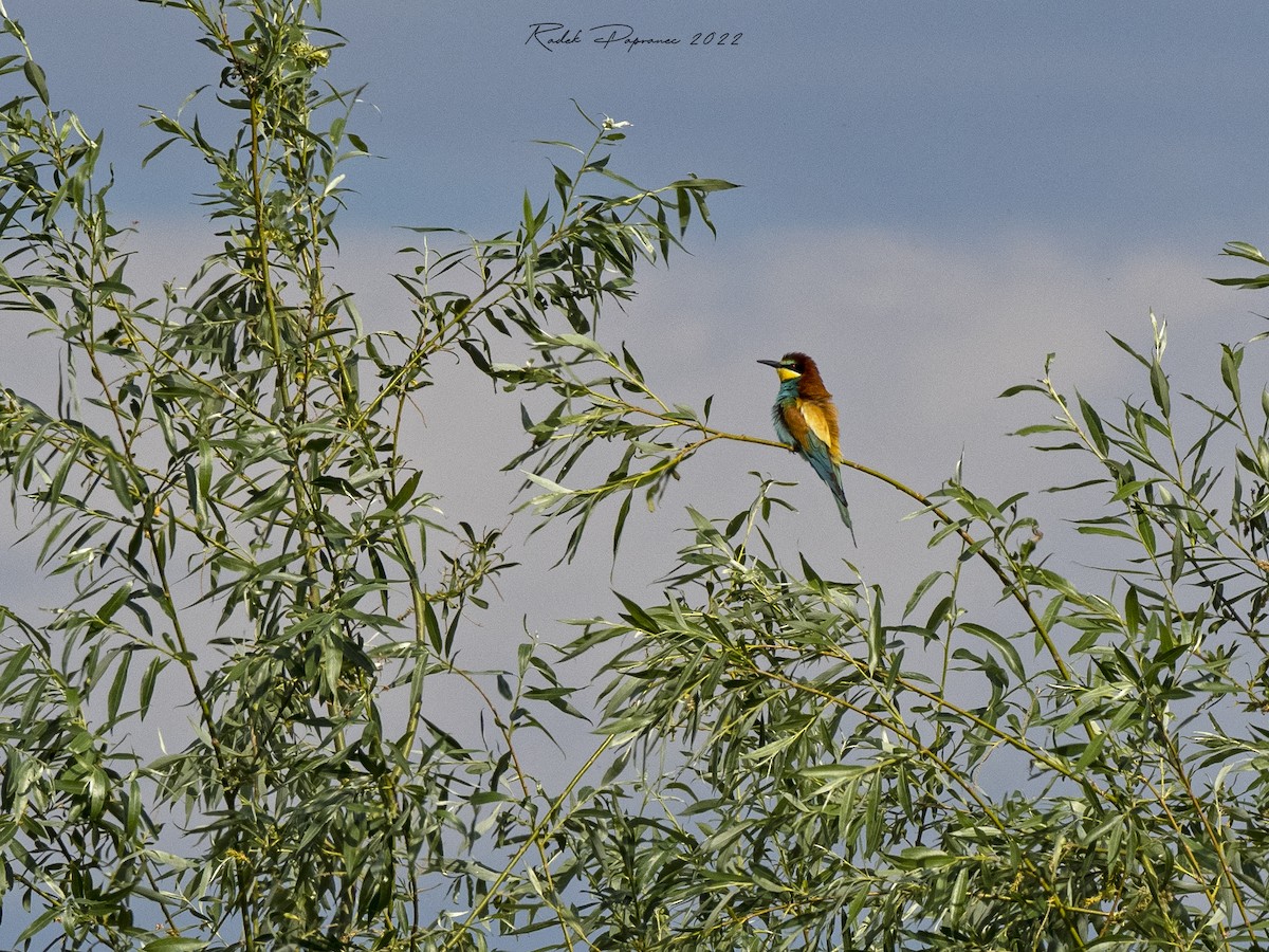 European Bee-eater - ML455553481